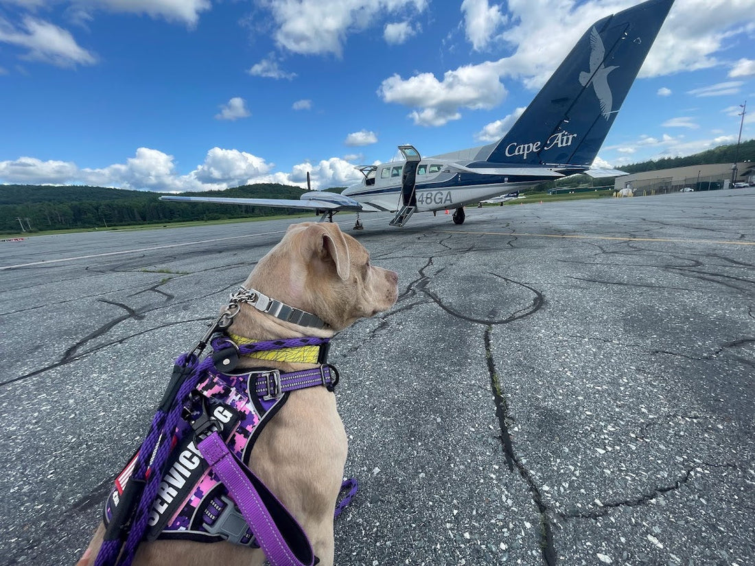 Honey the service dog at the airport ready for duty - service dog standard excellence