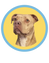 Honey On Duty logo featuring Honey the pit bull service dog
