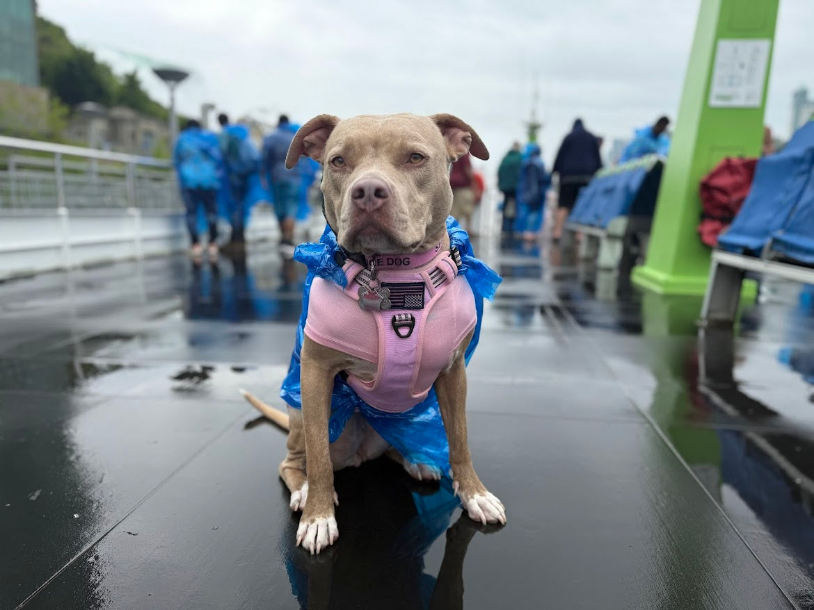 Honey the service dog in her rain gear at an outdoor charity walk event