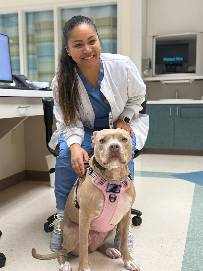 Honey the service dog at a veterinary checkup wearing her pink harness